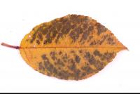 Photo Texture of Leaf 0058